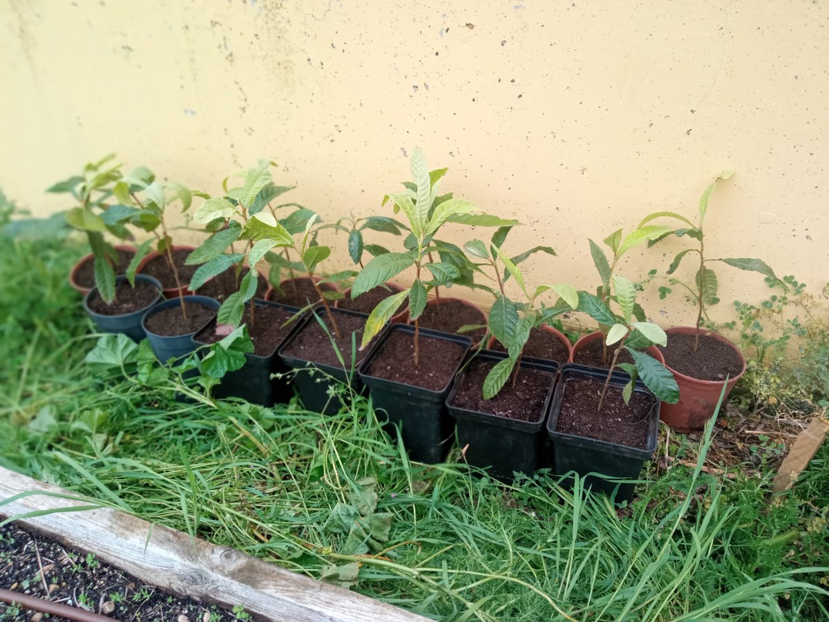 Hoy con muy buena mañana para hacer cositas de jardín, he trasplantado 16 nisperos que ya estaban pidiendo independizarse tras dos añitos sembrados a cascoporro en un macetón.