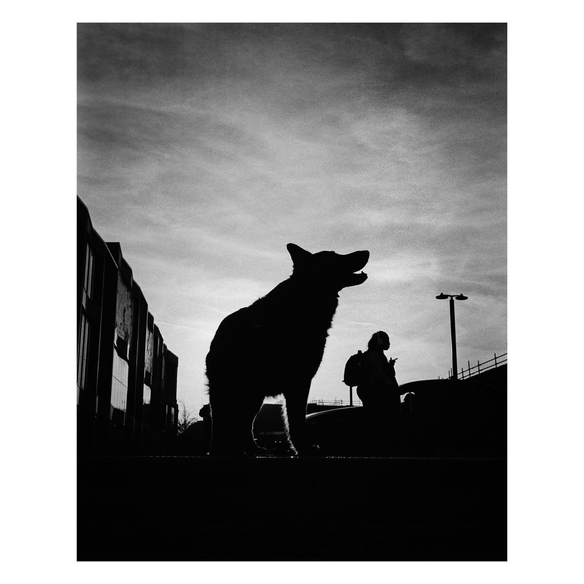 StreetShotsInt's tweet photo. This Street Shot was taken by @lextakesshots
We want to see all genres of Street Shots. Please continue to use #ssicollaborative and follow @streetshotsinternational for the chance to be featured.
#streetphotography #monochrome #bnw #blackandwhitephoto #silhouette #mansbestfriend https://t.co/GxCBL2W4Vy
