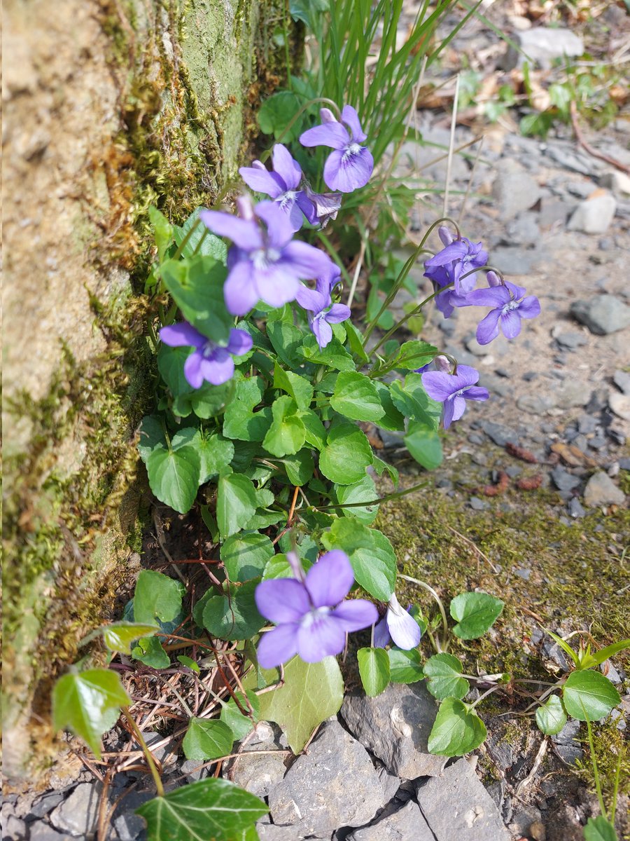 Boot and Shoe tweet media