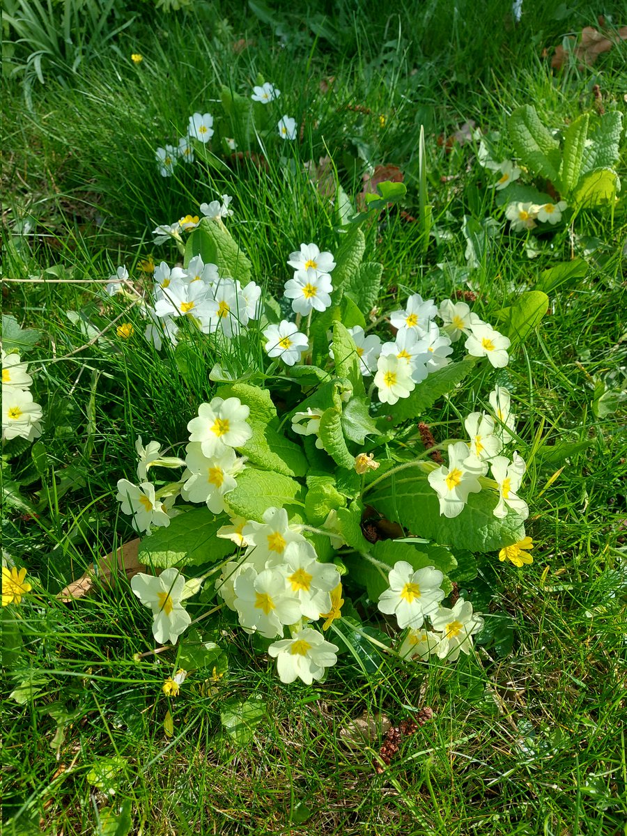 Boot and Shoe tweet media