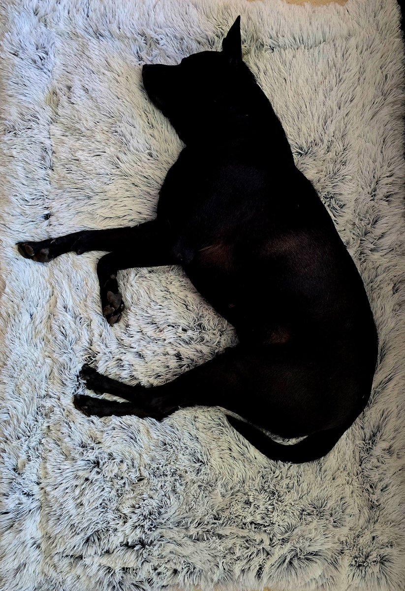 tuin_vander's tweet image. Cielak wielkanocny ☝️
#Amai