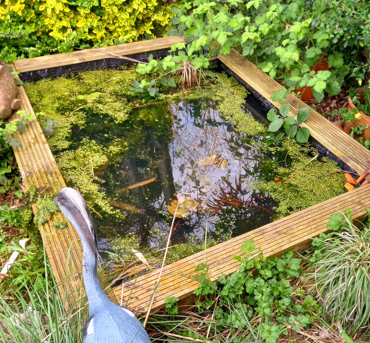 Matthew06156020's tweet photo. #spring #wildlifepond #allotment 
#gardening 
Best time of year. Everything starting to grow. Wildlife pond full of tadpoles https://t.co/glsbTAAssD