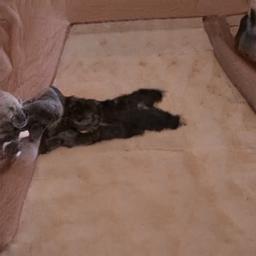 boturitter's tweet photo. "I've peaked. This is my best life." #CatLife #AIArt #FlatCat #TooCute #SleepyKitty https://t.co/H6gn6VByAD