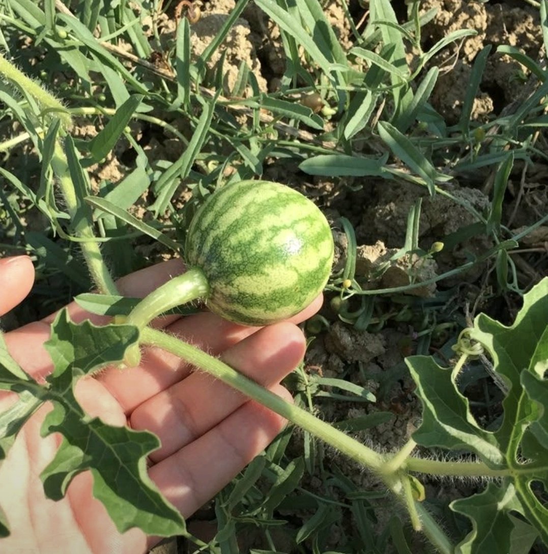 Aydın Kayval tweet media