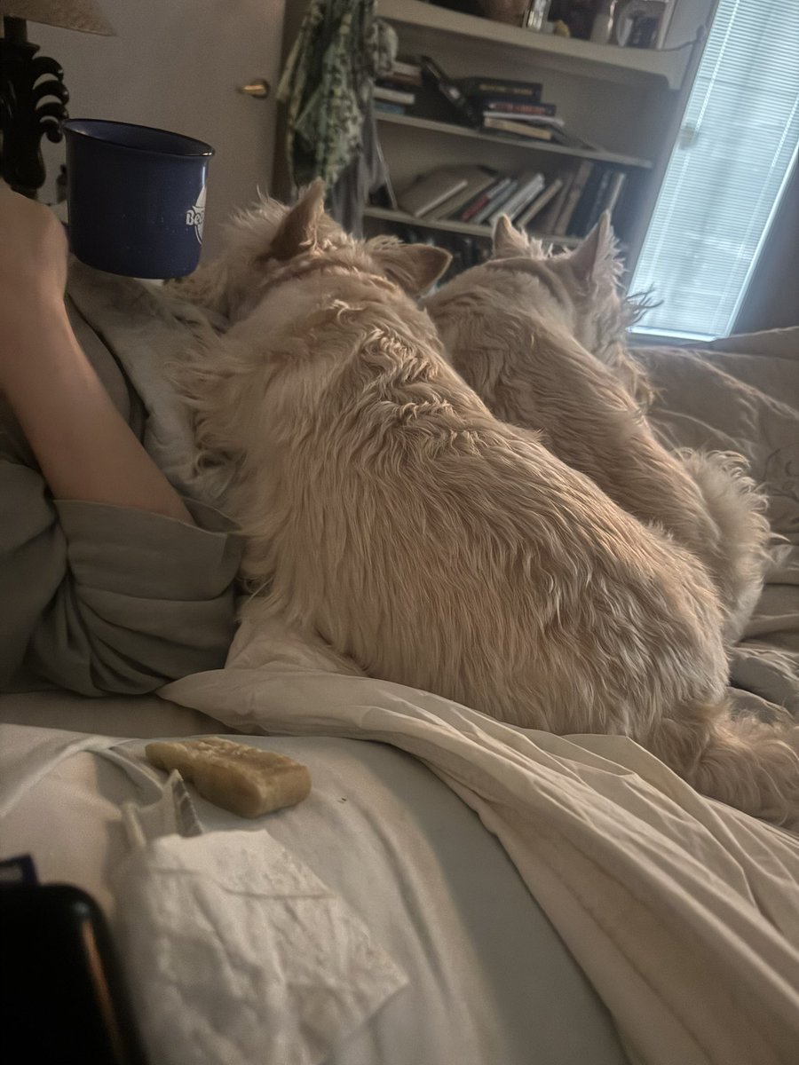 rozcar28's tweet photo. Saturday morning coffee - black with 2 cream Scotties! #Dogs #Scottishterrier #CoffeeInBed https://t.co/w1Zfv5aYkn