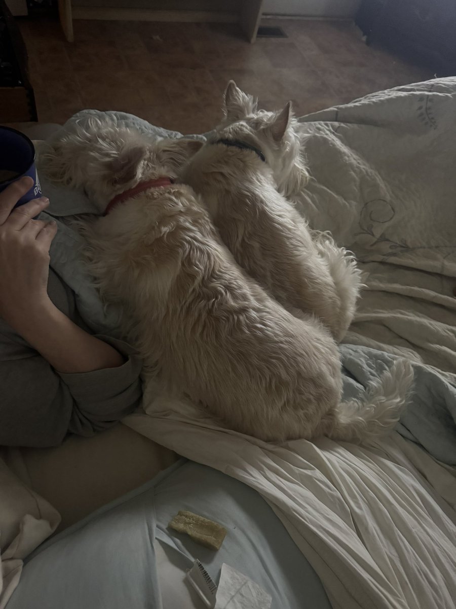 rozcar28's tweet photo. Saturday morning coffee - black with 2 cream Scotties! #Dogs #Scottishterrier #CoffeeInBed https://t.co/w1Zfv5aYkn