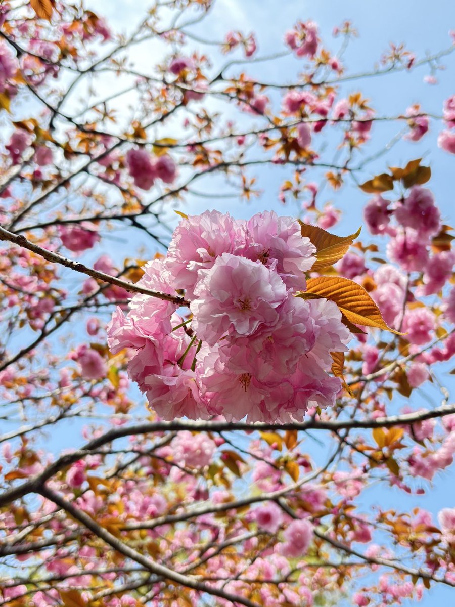 HaikuMagatama's tweet photo. 本日、まがたま吟行会でした。
野草展で賑わう大田黒公園は八重桜が満開🌸
春の花々を楽しむ吟行となりました☺️ https://t.co/Fp9laYpdem