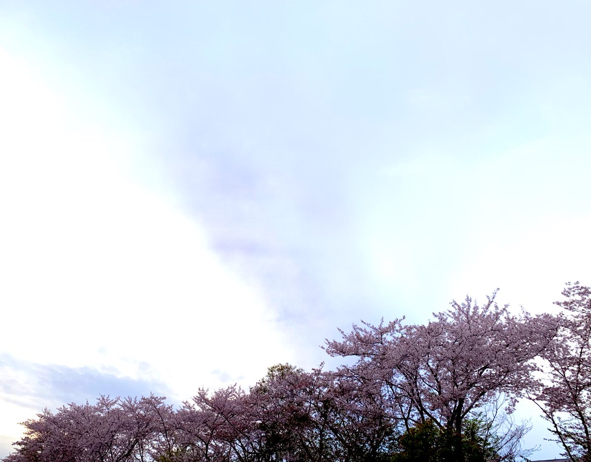 Happiness__Rest's tweet photo. 満開〜*\(^o^)/*
今年もありがと🌸
#さくら
#ByeByeBlue
https://t.co/lkkWEpYuAE https://t.co/GYcpXm0Dg3
