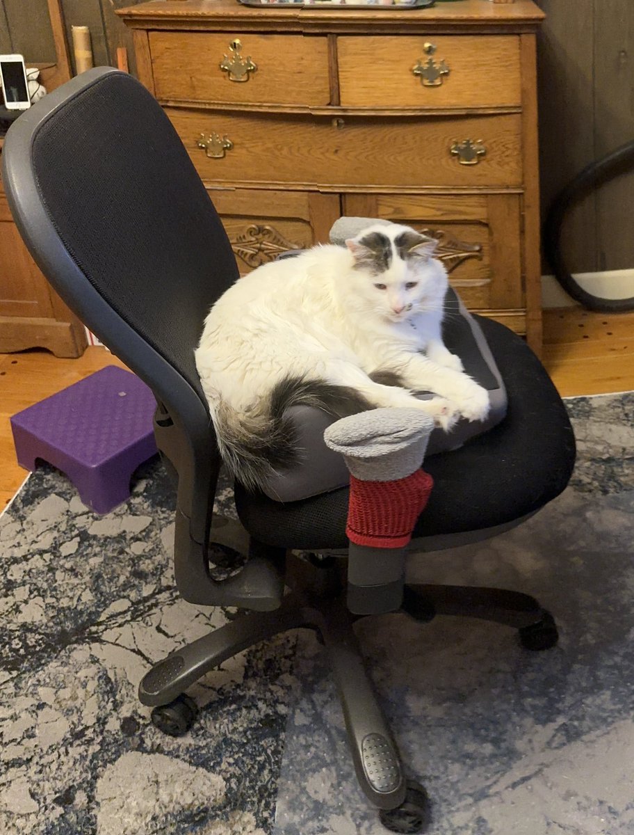 And Even more cuteness with AIB Buzz! And Fluffster!!! 
  <a href="/DinahLewisTayl1/">Dyna-isms</a> #CatsOfTwitter #Caturday #meow #purr #ittybittybuzz #adoptdontshop #lapcat #whiskerswednesday #kittens #catnap #buzz #KittenLove