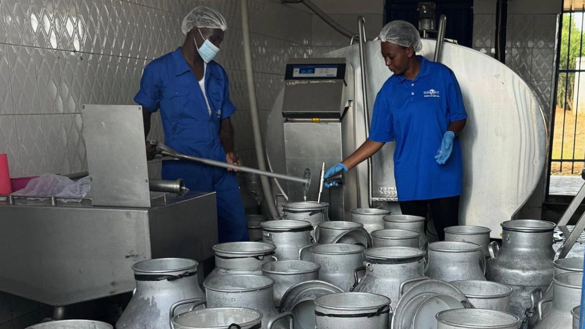In #Uganda, <a href="/IFC_org/">IFC</a> and <a href="/GAFSPfund/">Global Agriculture & Food Security Program</a>'s $8M investment in Pearl Dairy is driving sustainable dairy production and raising farmers’ incomes—helping the country become a leading regional dairy exporter. Learn more: wrld.bg/ObJF50VyB2J