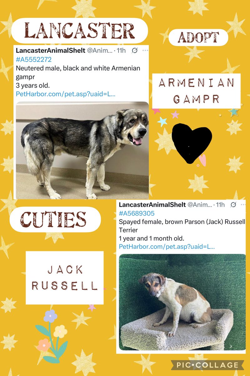 SarahjaneGille1's tweet photo. Lancaster Beautiful colourings Miss Parson Jack Russell ๐บ Busy day at Shelter so all dogs need some love so helping is by posting #REPOST โTINYPAWSโ ๐พ #tobiessmalldogrescue #dogswithoutborders #littlepawsdoggierescue #littledogrescue #smallbreedrescueofsocal #TimyPawsResQ ๐ https://t.co/30OMU3I7mu