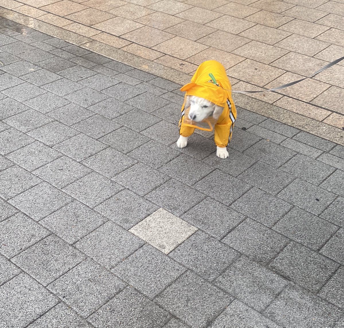 뭐 비가 온다고?