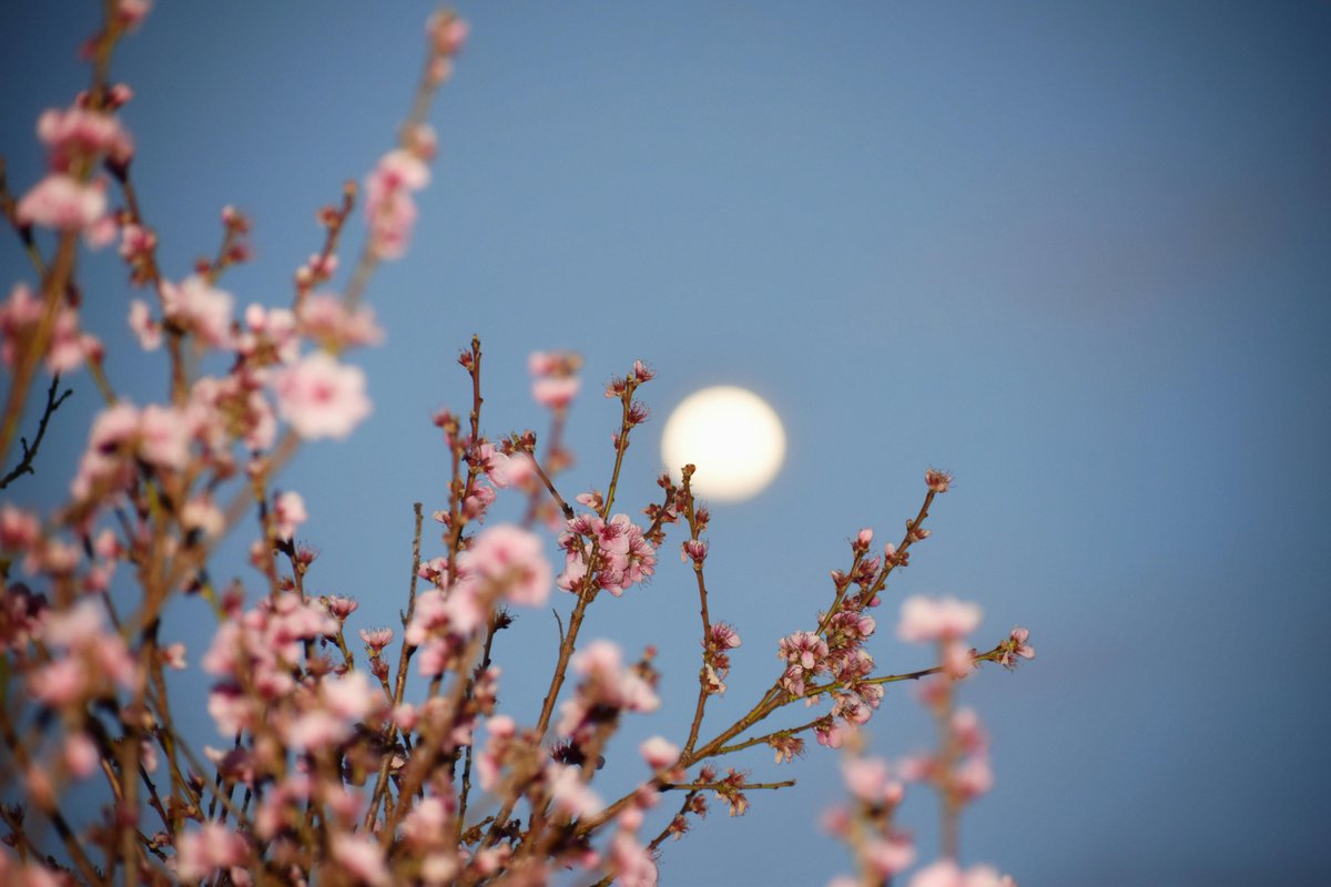 🌕💖 Pink Moon Magic! 💖🌕

Get ready for a breathtaking celestial event! The Full Pink Moon will shine bright tonight, April 12, 2025, at 8:22 p.m. EDT (or April 13 at 00:22 GMT). 🌙✨

#PinkMoon