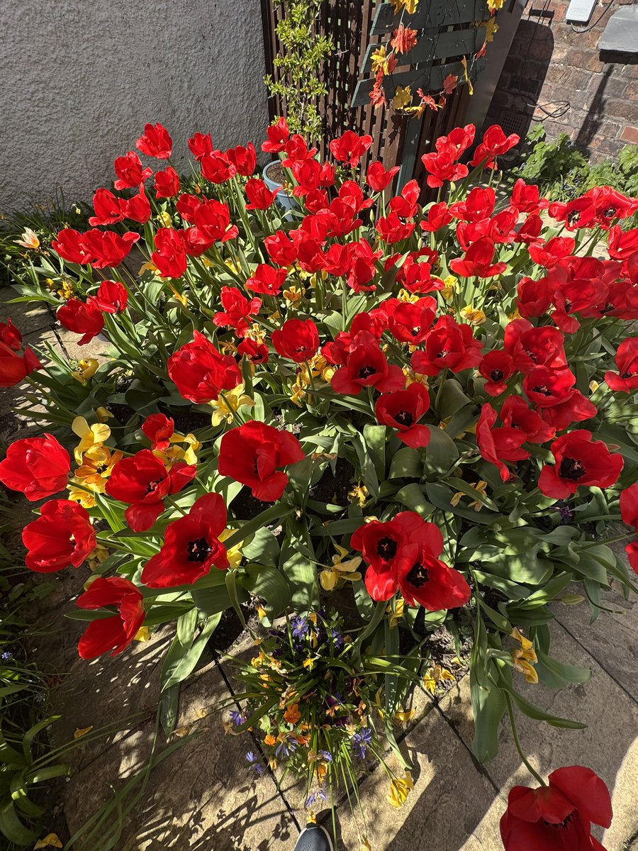 <a href="/FarmerGracy/">Farmer Gracy</a> <a href="/jennyeclair/">Jenny Eclair</a> the red tulips in full bloom now.  Pity I didn’t think that yellow wouldn’t be  in sync with red. Still a magnificent display though ! 🌷 💐 ☀️