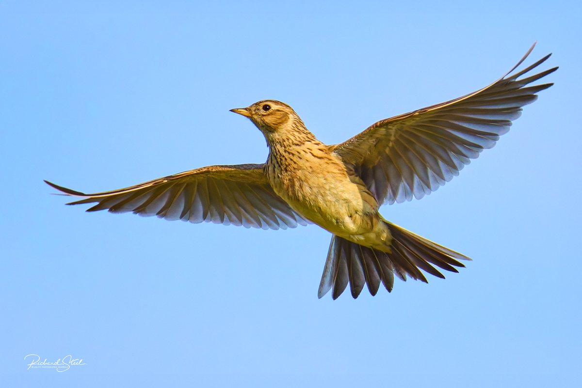 Richard Steel tweet media