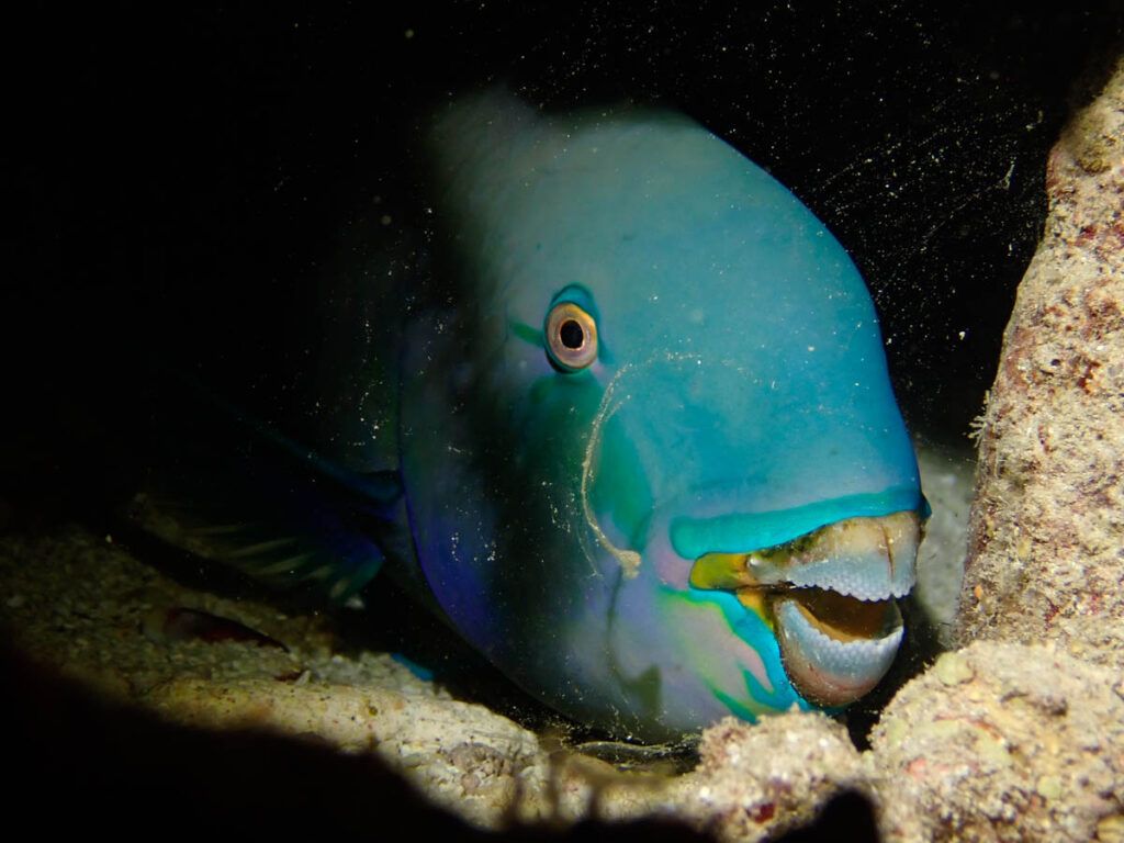 TheScubaNews's tweet photo. 🌙 There’s something magical about night diving—especially at the West Rock Shipwreck! Euro-Divers Meeru shares why this mysterious, otherworldly dive site is one of their favourites for exploring the ocean after dark. 🔦🌊 #NightDiving #ScubaMagic #EuroDivers #Meeru #ScubaDiving #TheScubaNews
🤿 👉 https://t.co/pzF1sS0V9c
