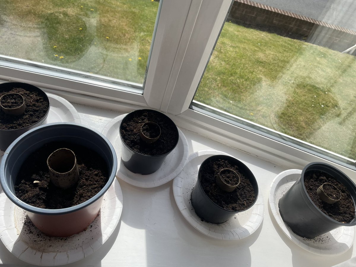 LindyLindop's tweet photo. @OPA_LG @OPALG_3H….runner bean diary - week 2. Potted 🏃🏻🫘’s moved indoors to get lots of sunshine ☀️ https://t.co/iWdkVdHOld