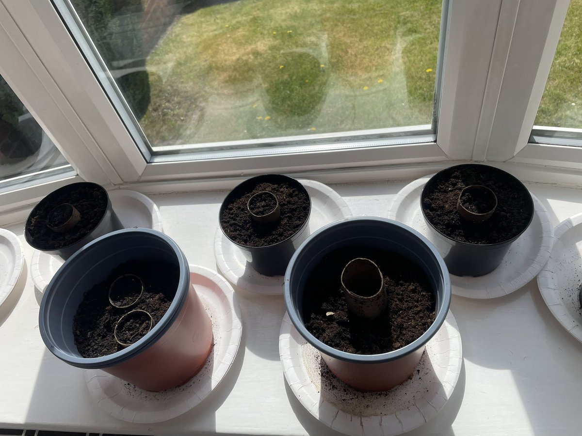 LindyLindop's tweet photo. @OPA_LG @OPALG_3H….runner bean diary - week 2. Potted 🏃🏻🫘’s moved indoors to get lots of sunshine ☀️ https://t.co/iWdkVdHOld
