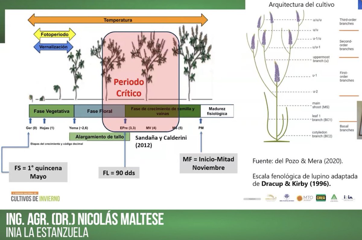 Maltese_Nico's tweet image. Potencial del cultivo de #Lupino como herramienta para la intensificación sostenible y diversificación de los sistemas.. 🌱
@INIA_UY
Enlace a YouTube
youtu.be/KBQ7uApXUGc?si…