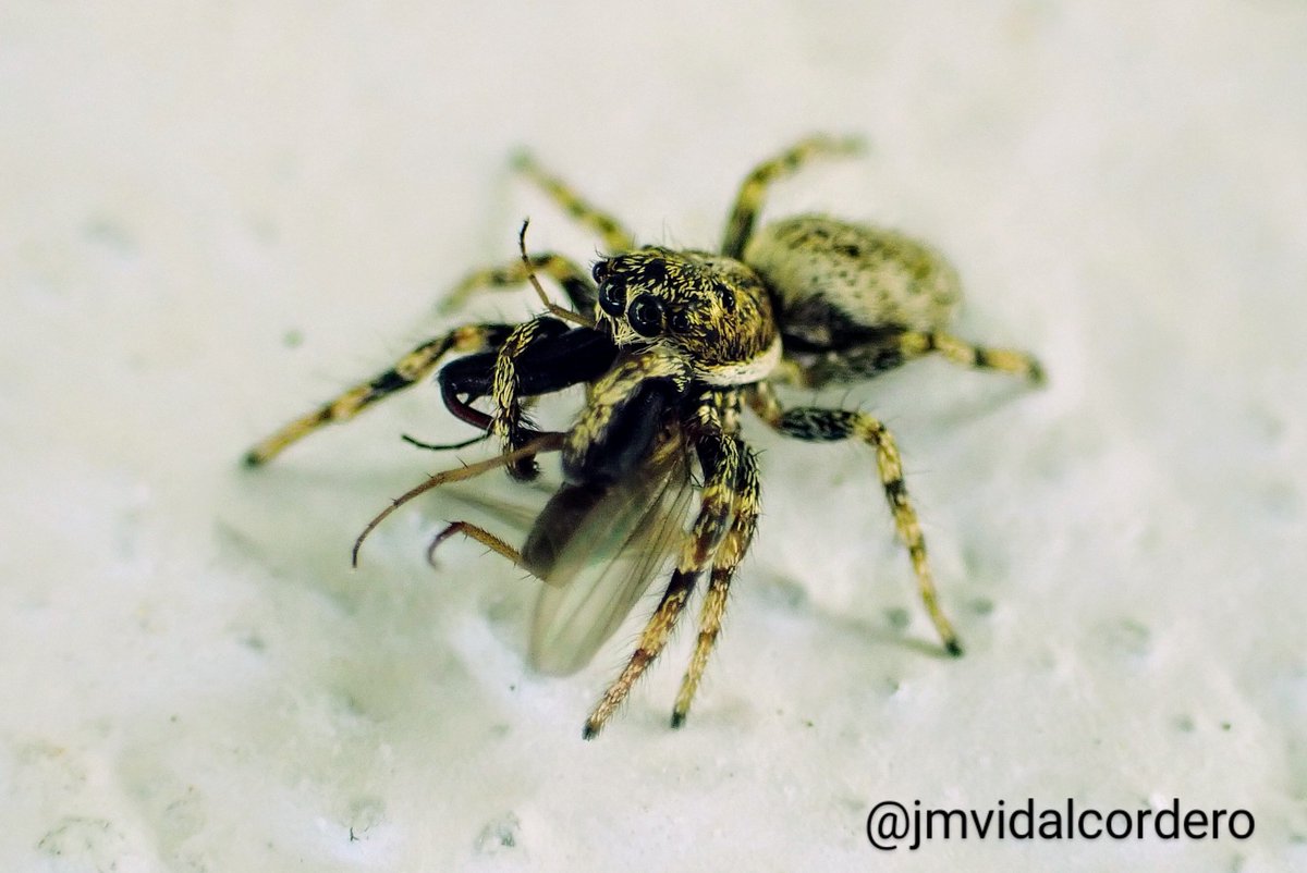 🕸️ Un docu de la BBC en casa 

🪰 Hoy tuve la suerte de presenciar un momento impresionante: un macho de Salticus mutabilis, una diminuta pero ágil araña saltarina (Salticidae), capturando a un díptero con una precisión increíble.