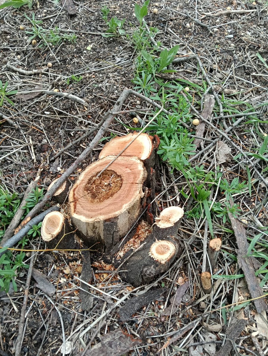 ColeMásCantónNO tweet media