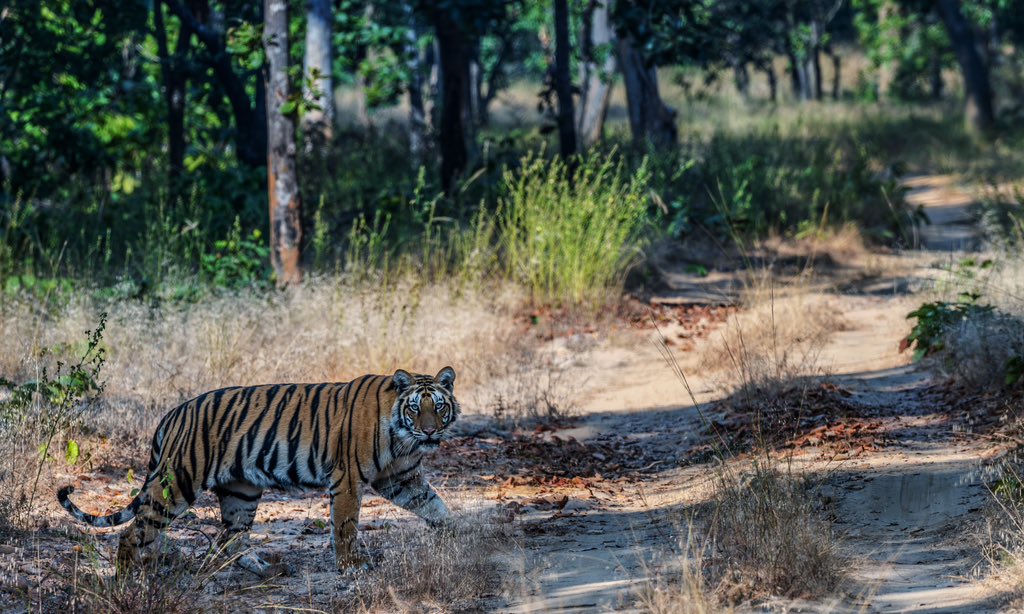 Abhinav Pandey (@abhinavpandey03) on Twitter photo Rising Star of Sanjay Dubri.…..
The progeny of Bandhavgarh tigers are establishing their dominance in a forest that has a glorious history of its own
#tiger #history #india #MadhyaPradesh #forest #naturelovers #photographer #SanjayDubriTigerReserve
<a href="/minforestmp/">Department of Forest, MP</a> <a href="/mptfs/">MP Tiger Foundation Society</a> Rising Star of Sanjay Dubri.…..
The progeny of Bandhavgarh tigers are establishing their dominance in a forest that has a glorious history of its own
#tiger #history #india #MadhyaPradesh #forest #naturelovers #photographer #SanjayDubriTigerReserve
<a href="/minforestmp/">Department of Forest, MP</a> <a href="/mptfs/">MP Tiger Foundation Society</a>