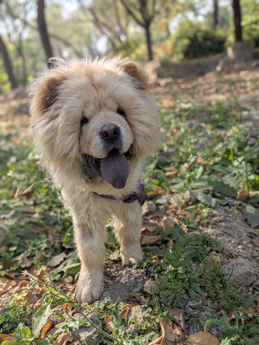 TheViditsharma's tweet image. Simba, a 7-month-old vaccinated Chow Chow, was heartlessly dumped by his family. Now in a shelter, this sweet baby is full of love and just needs care, pampering &amp;amp; healthy nourishment.

He can visit Noida Sector 28.
Contact: 9810165517
#AdoptDontShop #ChowChow #RescueDog