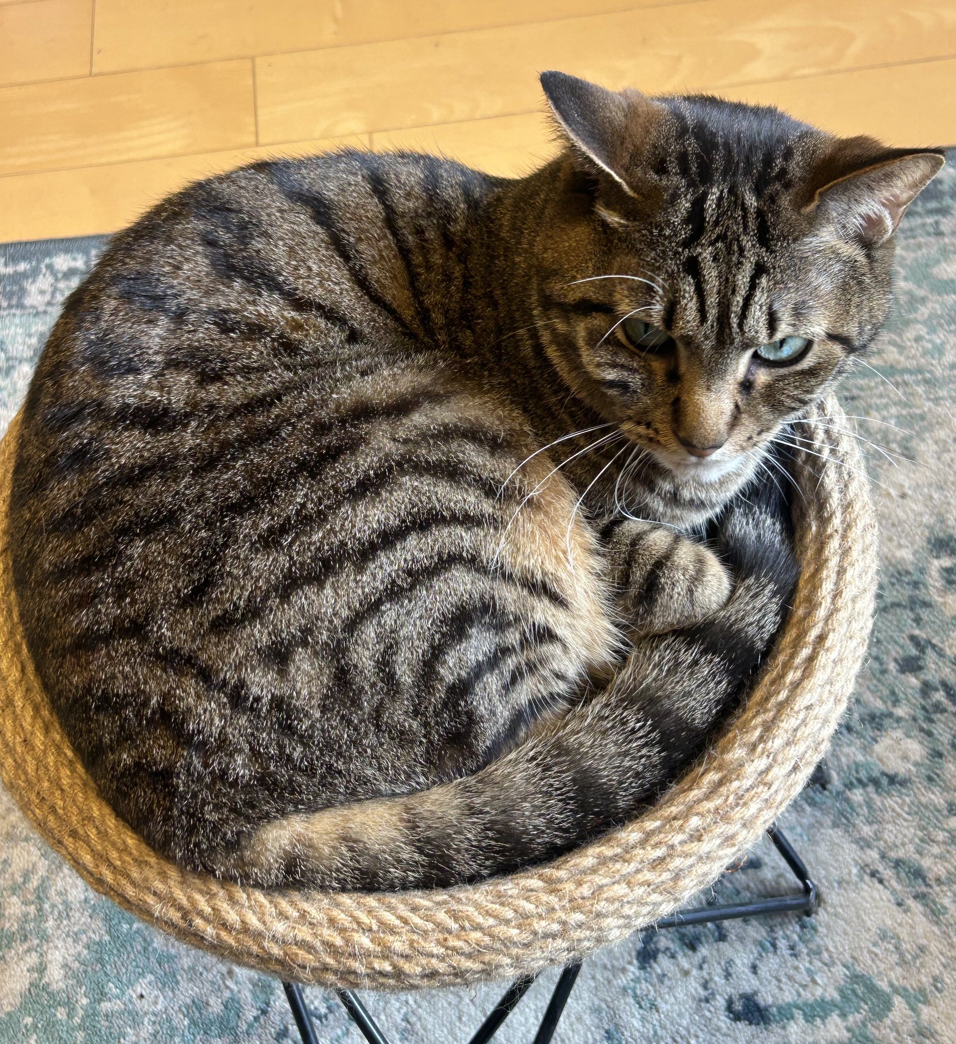 スプレー対策にも 猫砂やおしっこの飛び散りを防止する 壁の高い