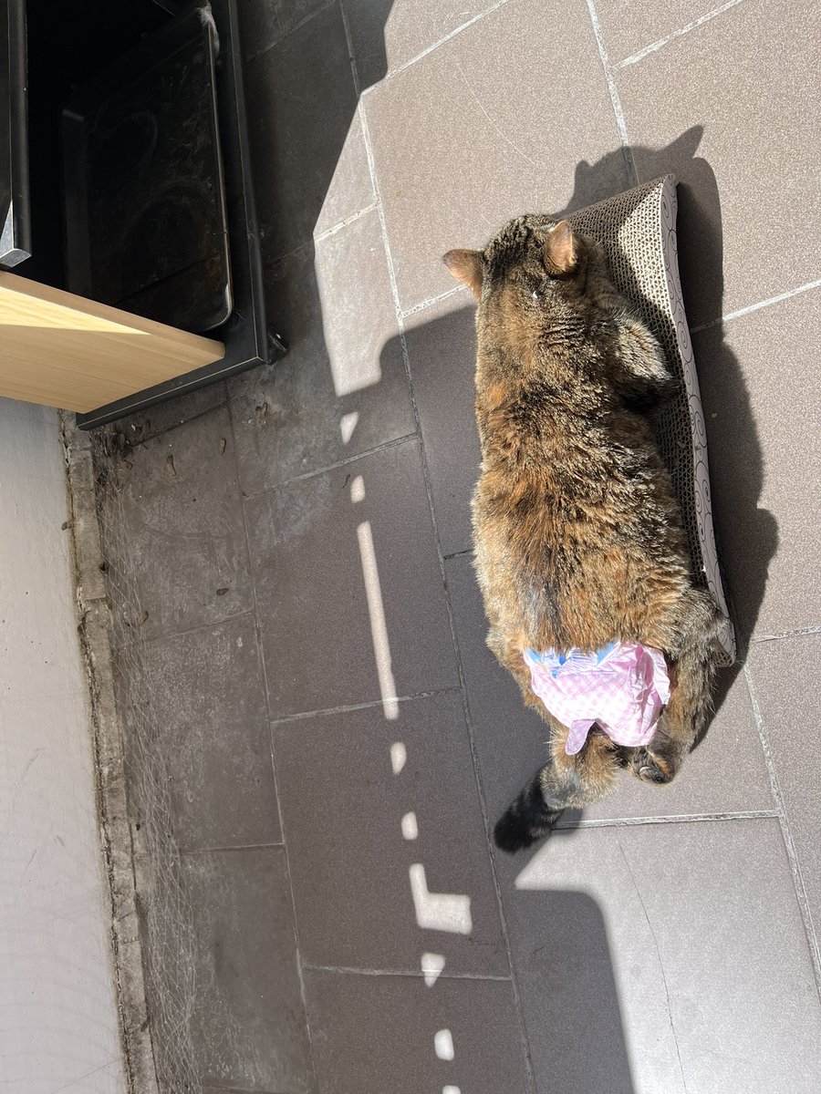 #LiLaFlo Flo auf ihrer ganz persönlichen Sonnenbank auf der Sonnenseite des Lebens