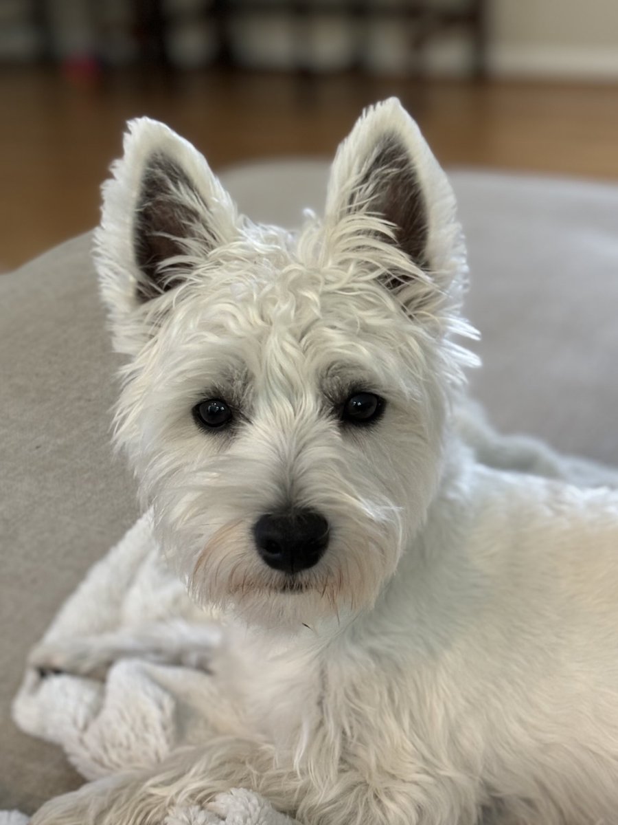 National Pet Day Photo
 (1 day late 😂)