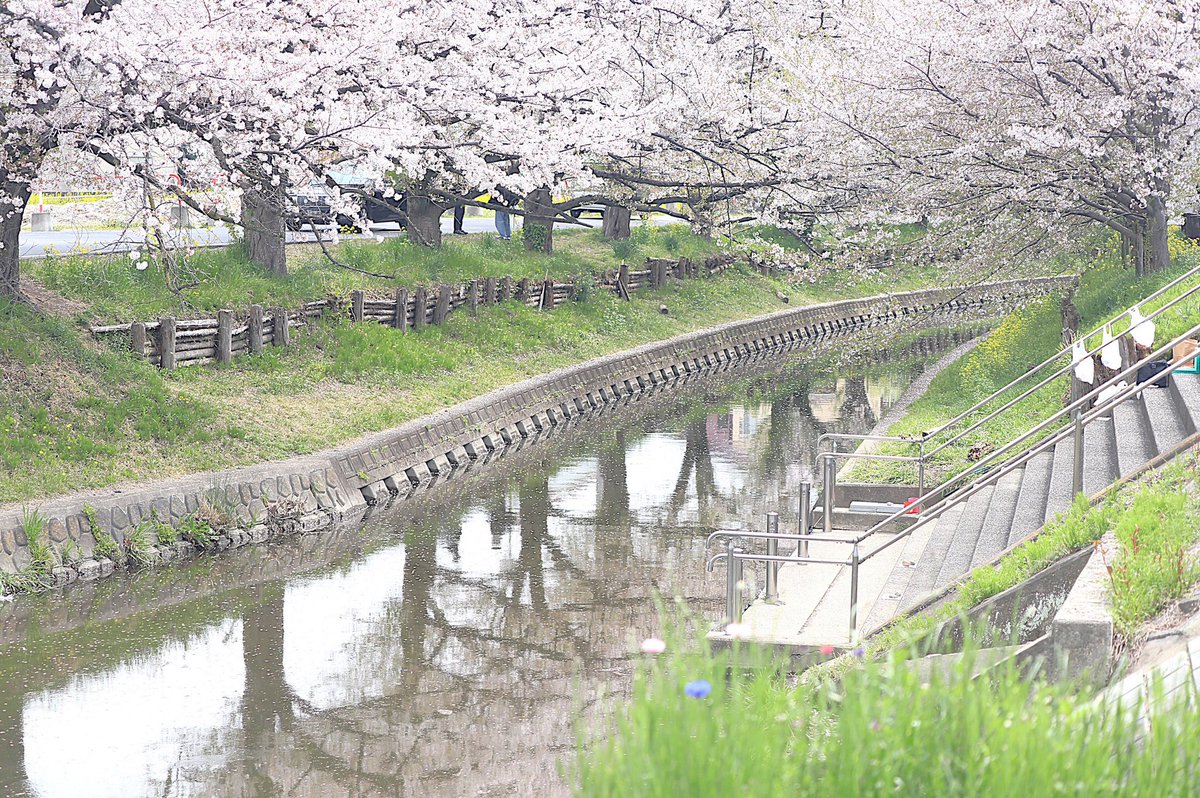 ahanablog's tweet photo. 川越を歩く～桜めぐり～花写真散歩2025年4月 https://t.co/blCbAivhDp @YouTubeより
#桜
#川越
#新河岸川
#花写真散歩 https://t.co/jAyMIm50ZJ