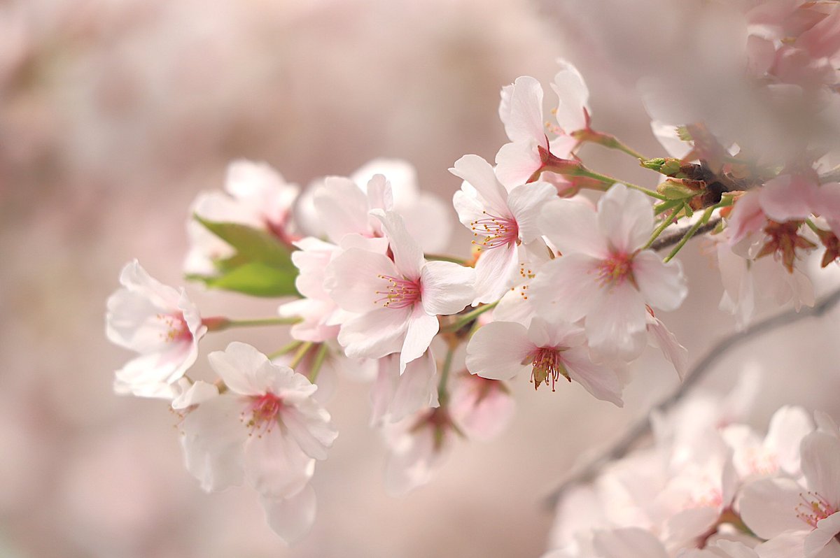 ahanablog's tweet photo. 川越を歩く～桜めぐり～花写真散歩2025年4月 https://t.co/blCbAivhDp @YouTubeより
#桜
#川越
#新河岸川
#花写真散歩 https://t.co/jAyMIm50ZJ