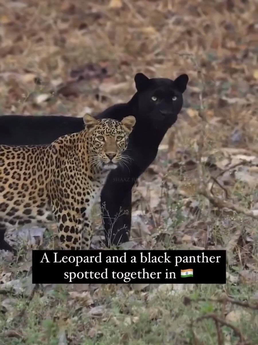 The terrifying beauty of wildlife.🧵

A Thread Not for the faint-hearted ⚠️