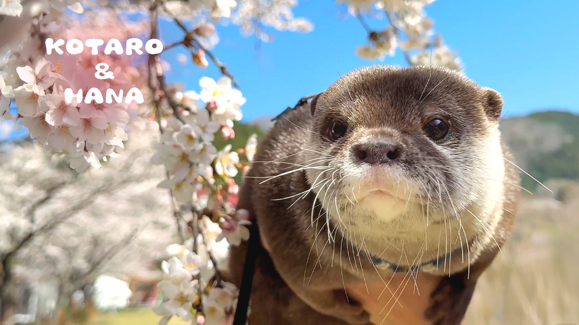 カワウソ コタロー&ハナ Otter Kotaro&Hana on X: 