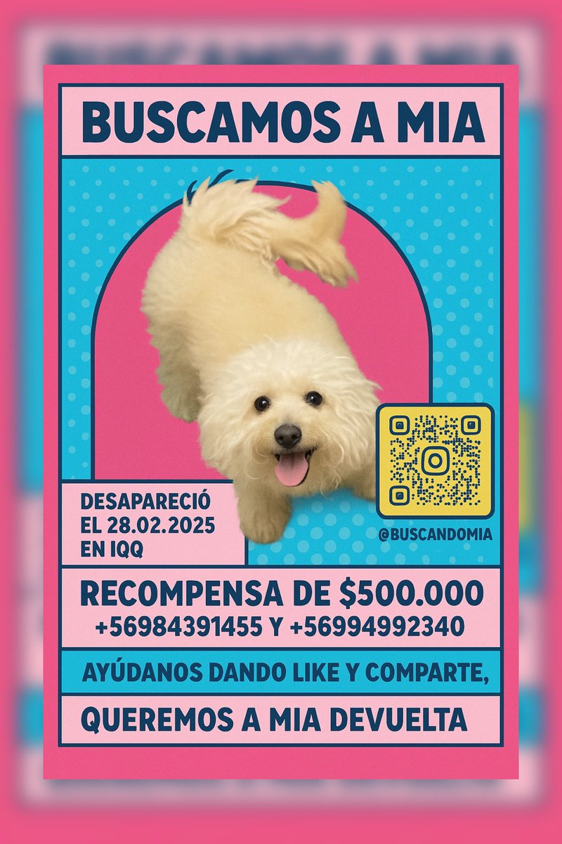 buscandomia's tweet photo. Ayúdanos a compartir este mensaje, seguimos buscando a MIA, si tienes algún dato o la estás reteniendo, te pedimos nos contactes, la queremos de vuelta máxima difusión! #iquique #AltoHospicio #chile #ayuda #mascotaperdida #animalista #Instagram #ContigoCHV #despiertaconchv #art https://t.co/YBUkjk8mbE