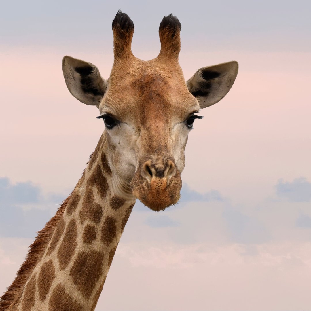 Para cuidar la biodiversidad, primero necesitamos conocerla. Y eso empieza por la ciencia.

Pero la conservación va más allá de los datos: se trata de cómo nos relacionamos con la naturaleza.

Descubre cómo actúa la UNESCO #PorLaNaturaleza: unesco.org/es/biodiversity