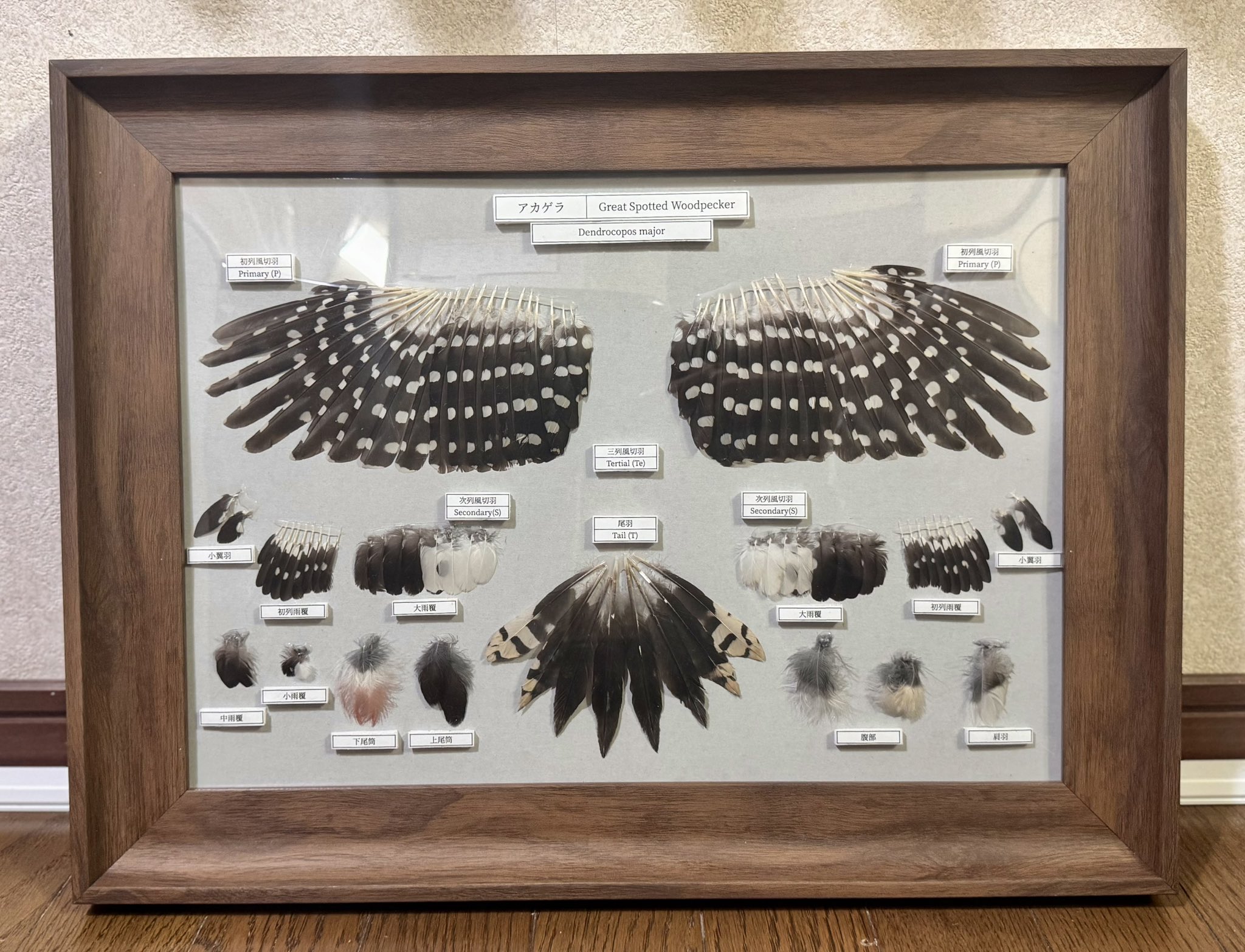 feather specimen (@Iy4SfxjToE29684) / X feather specimen (@Iy4SfxjToE29684) / X