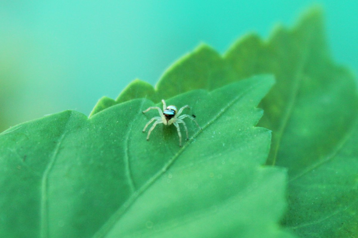 ShotbySriram's tweet photo. Black and white on the outside and inside? Looks like it’s carrying gold. This cute little colorful spider is called as Phintella Vittata.
#photography #IndiAves #ThePhotoHour #MacroHour #shotbysriram #phintella https://t.co/VAJhn2XHCu