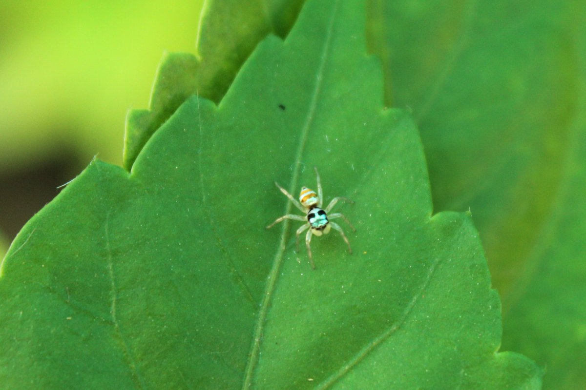 ShotbySriram's tweet photo. Black and white on the outside and inside? Looks like it’s carrying gold. This cute little colorful spider is called as Phintella Vittata.
#photography #IndiAves #ThePhotoHour #MacroHour #shotbysriram #phintella https://t.co/VAJhn2XHCu