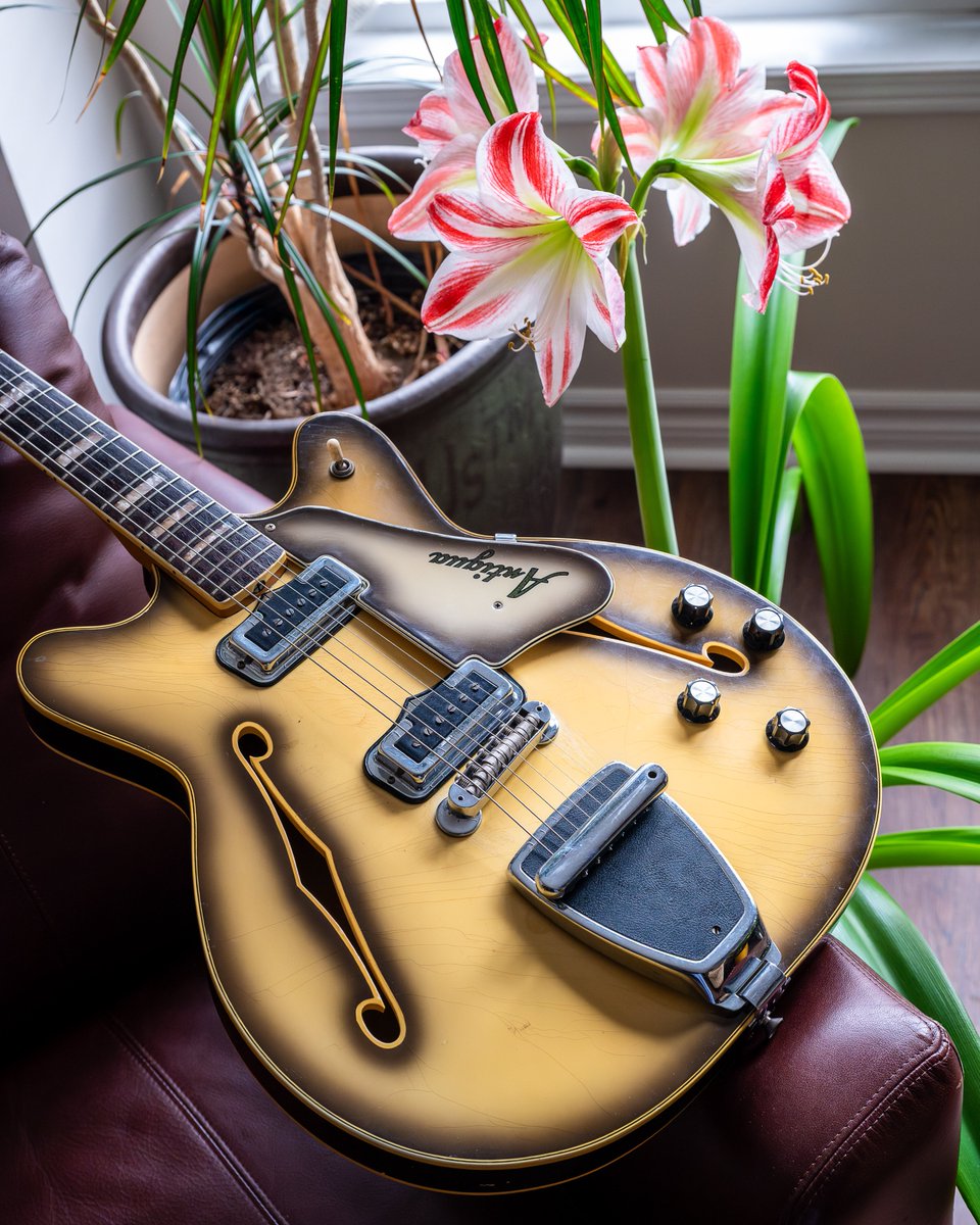 DeeBeeUs's tweet photo. Maybe I'll do an Antigua & Amaryllis series? Thinking of calling it "Freaks of Nature" ๐
1969 Fender Coronado II, Antigua finish
2022 Amaryllis, natural finish
#freaksofnature #fender #coronado #antigua
#amaryllis #flower #horticulture #guitarphotography https://t.co/TKn3bDEuc0