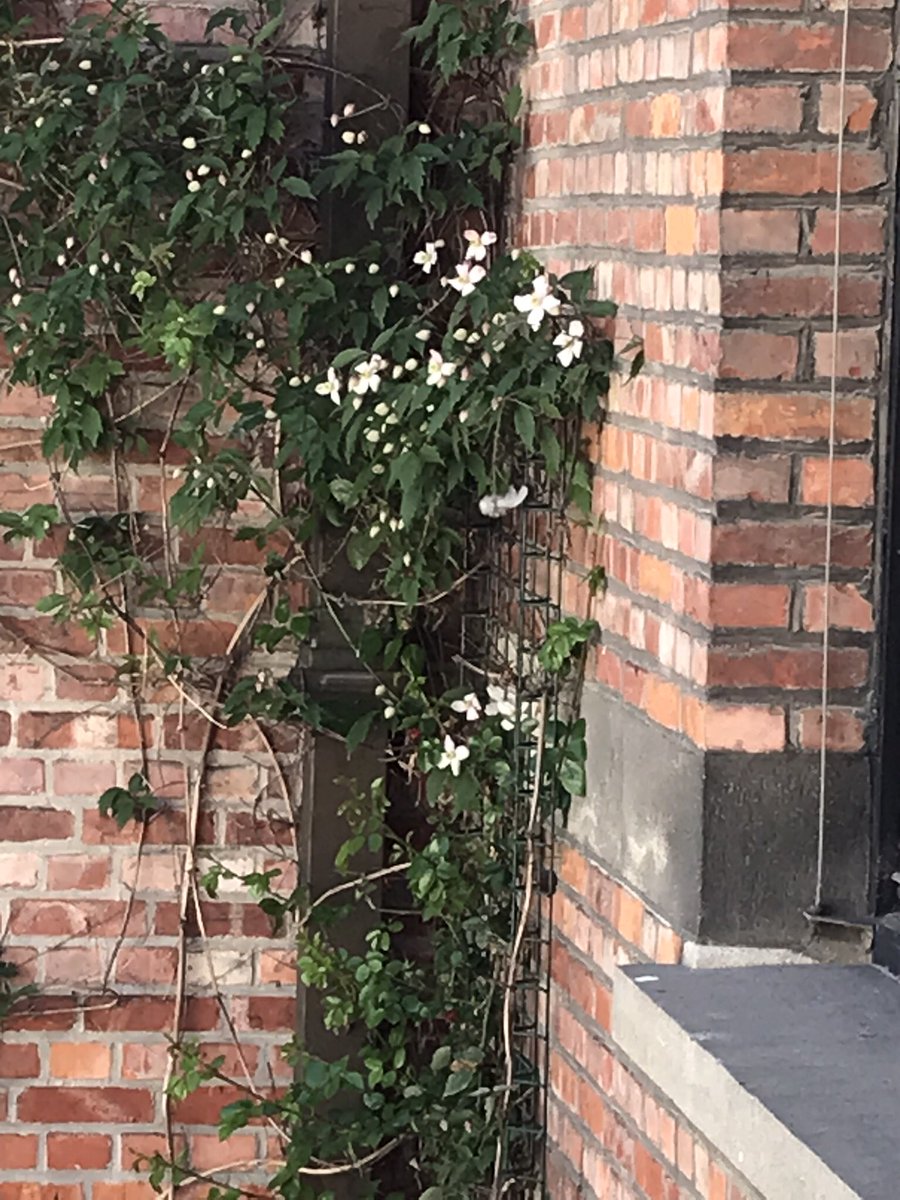 hildevdva's tweet image. Welcome back 🌸Happy to see our Montana blooming again 😁