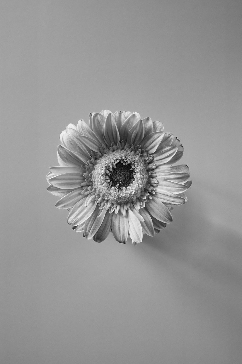 Masahisa_Kodama's tweet photo. The flower
#stilllifephotography #stilllifeflower #flowerphoto #花写真 #静物写真 https://t.co/FKfEZdzjFW