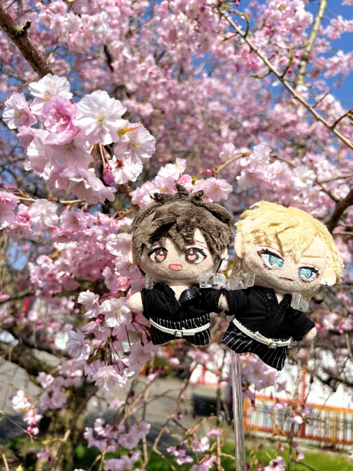 楽透ぬいとお花見してきました! 満開