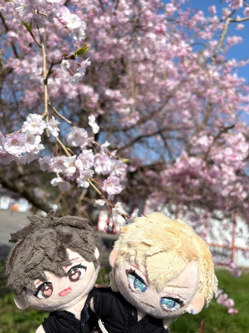 楽透ぬいとお花見してきました! 満開