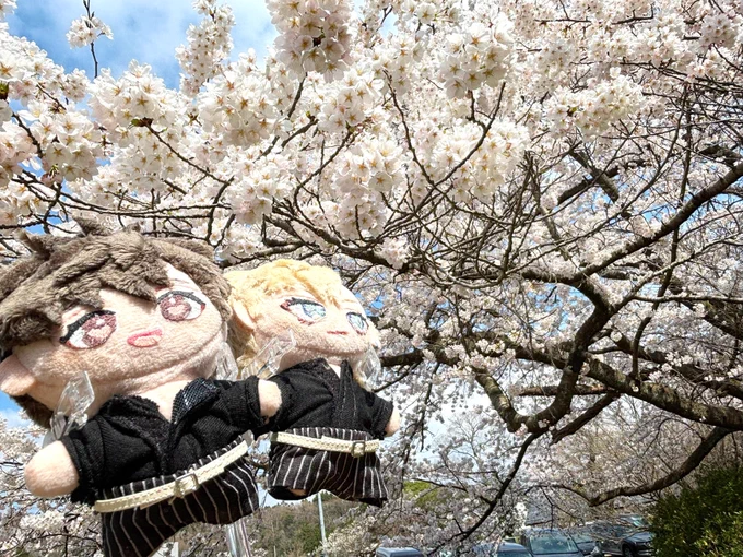 楽透ぬいとお花見してきました! 満開