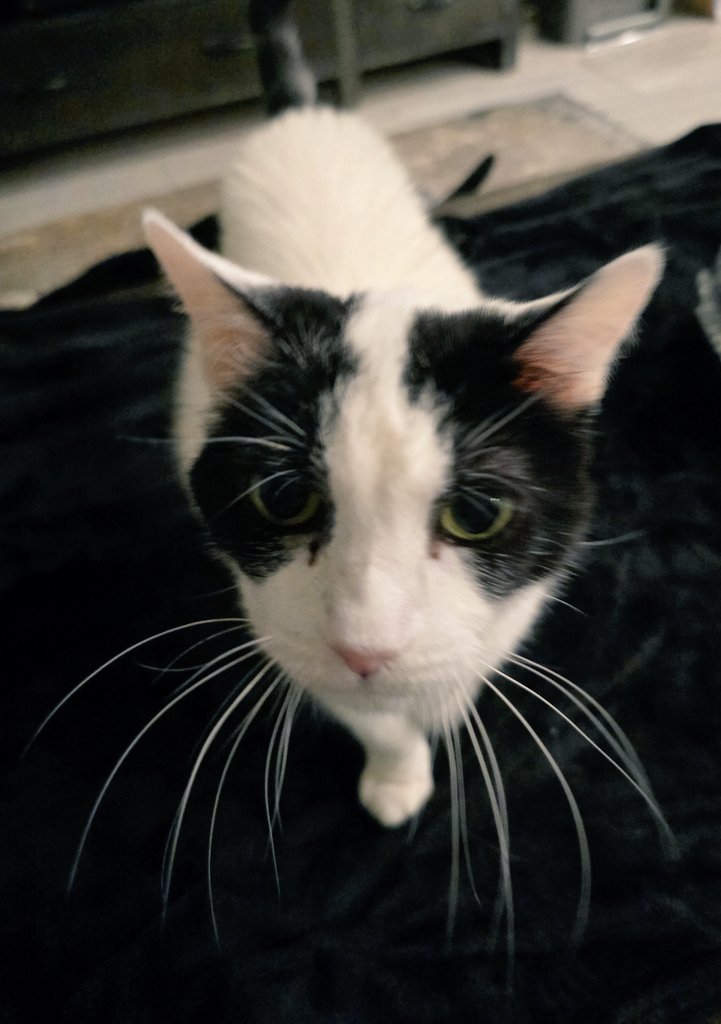 😸😸😸

Zoomies at midnight,
Knocks your mug off with a grin,
Cat’s the boss, you’re done.

Happy #Caturday 🐈