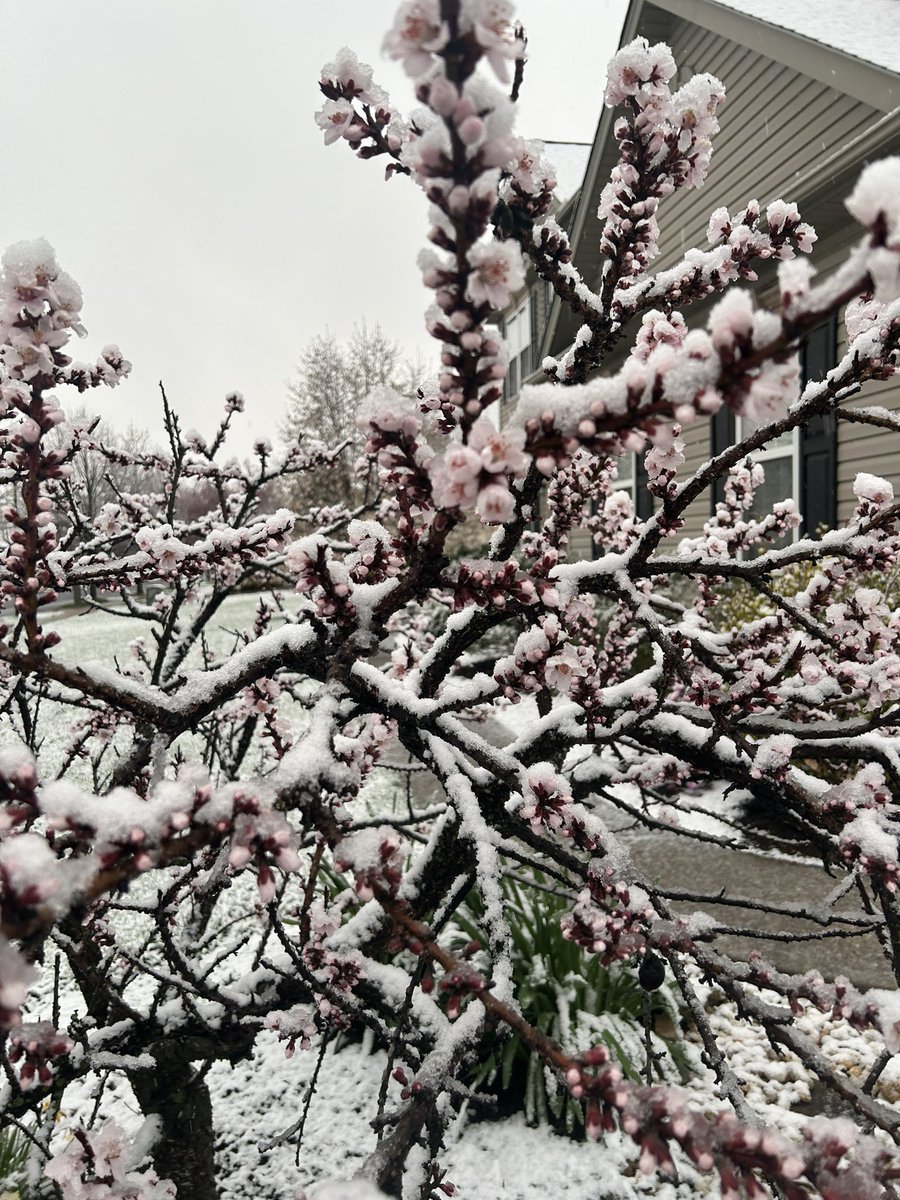 SimplyJessie73_'s tweet photo. Hey PA, why is it snowing right now ?π€βοΈ #itsapril https://t.co/y6Gaa7cNJg
