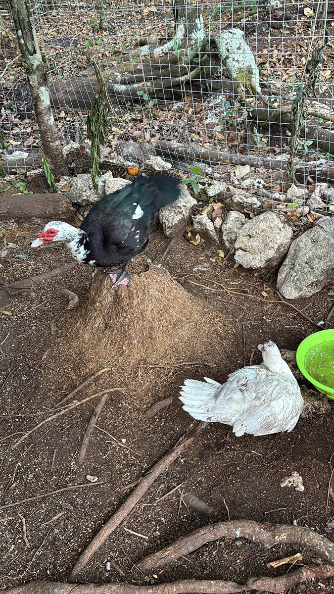 Nate - Lunar Magic & Dirt Sorcery tweet media