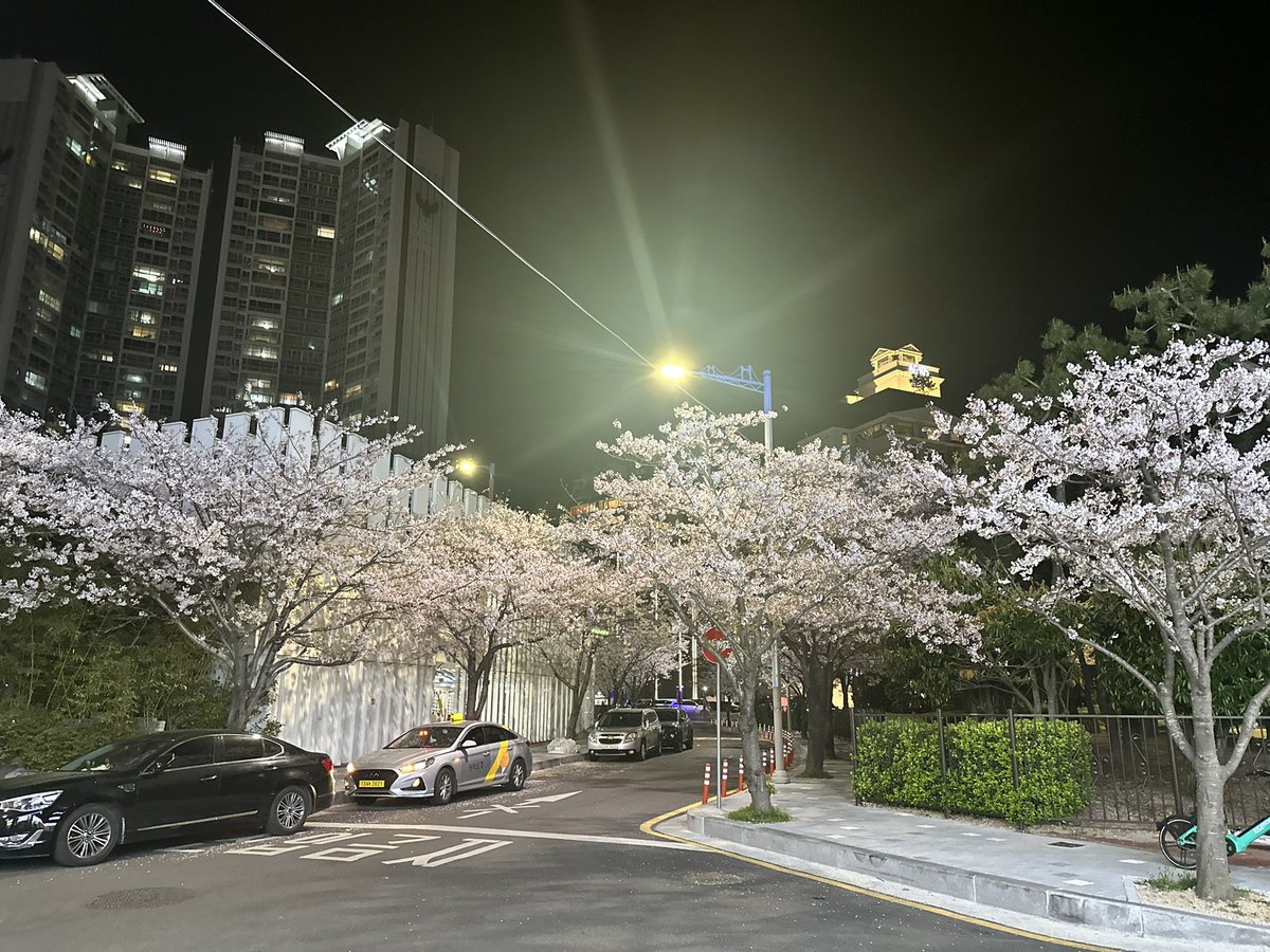 Daniel_Yashiro's tweet photo. 夜の桜🌸 https://t.co/gE2aIkVm4m