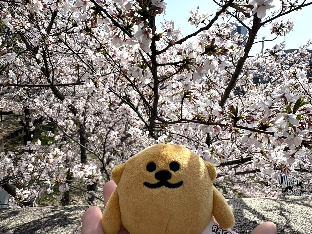 vnts09's tweet photo. コラコ、桜がきれいだね
#ラッコズ
#raccos https://t.co/4KfOlBRxly